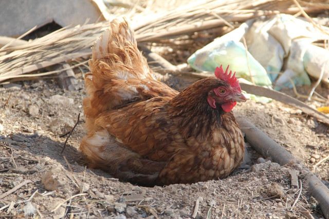 Ilustrasi Hewan Ovipar. Foto: Pixabay