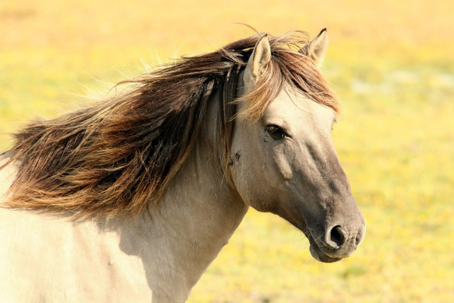 Ilustrasi Hewan Mamalia. Foto: Pixabay