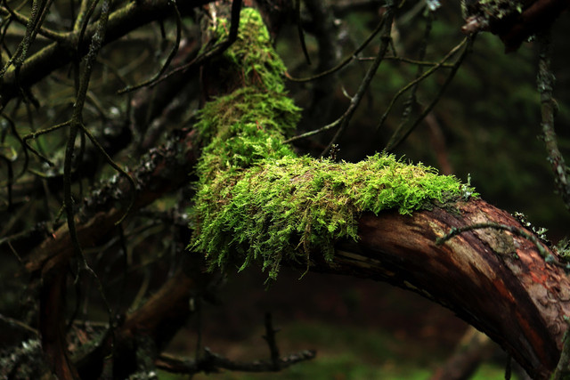 Ilustrasi tumbuhan lumut. Foto: Pixabay
