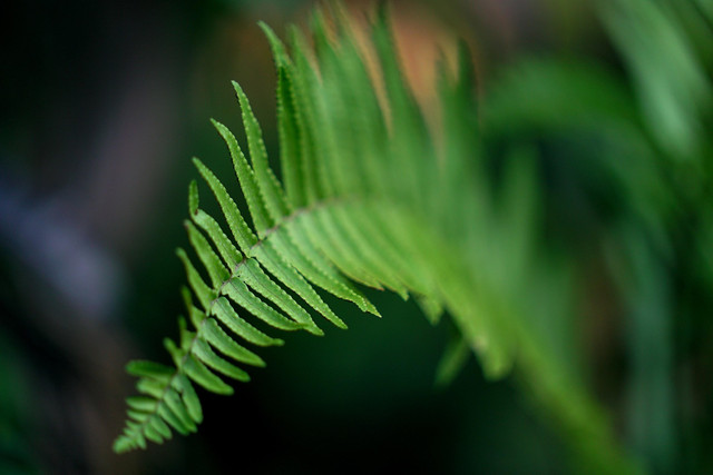 Ilustrasi tumbuhan paku. Foto: Pixabay