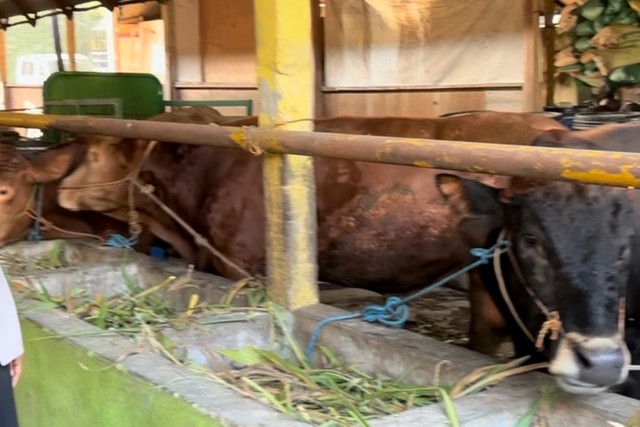 Sapi yang ada di Koperasi Tani Ternak Literasi di Desa Sumbersari, Lamongan. Foto: Moh Fajri/kumparan