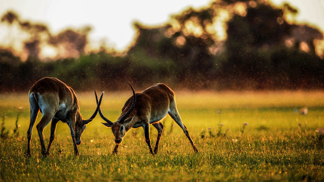 Ilustrasi Kijang. Foto:; Pixabay