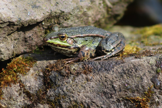 Ilustrasi katak. Foto: Pixabay