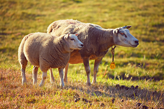 Ilustrasi hewan ternak. Foto: Pixabay