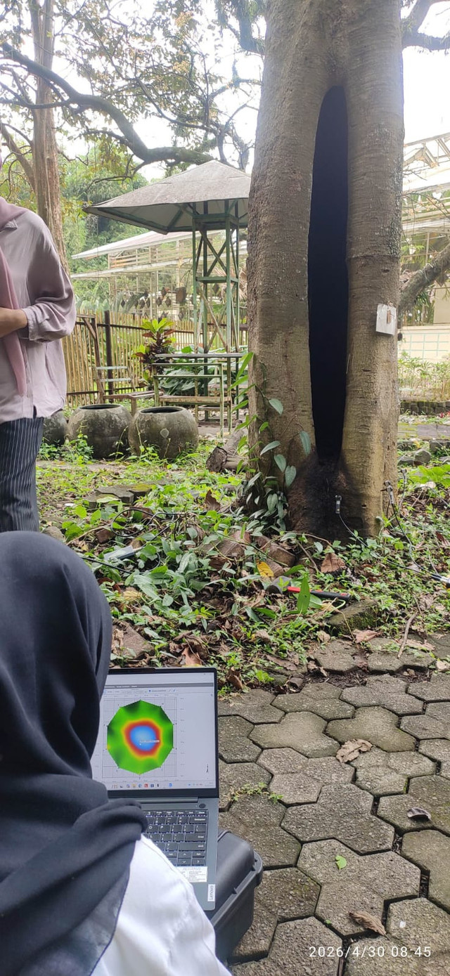Pemeriksaan kesehatan pohon Kenanga (Cananga odorata)oleh Tim Pemrosesan Koleksi Ilmiah Direktorat PengelolaanKoleksi Ilmiah di Kebun Raya Purwodadi memanfaatkan teknologi Sonic Tomograph dengan alat Arborsonic 3D. pada Kamis (30/04/2026) Foto: Dok. Pribadi