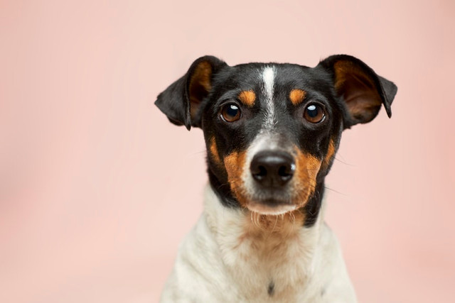 Ilustrasi Cara Membersihkan Najis Anjing, Foto:Unsplash/Victor G
