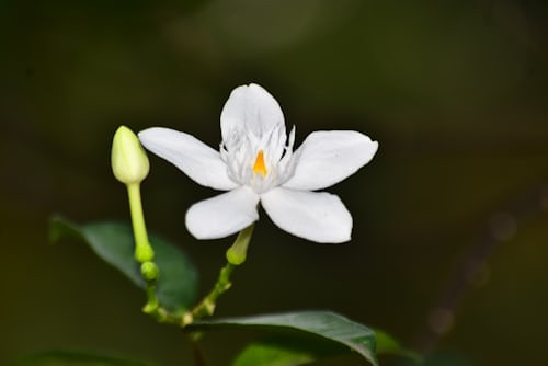Ilustrasi Jadwal Tayang The First Jasmine, Foto: Unsplash/Fachtu Robbi Almalik