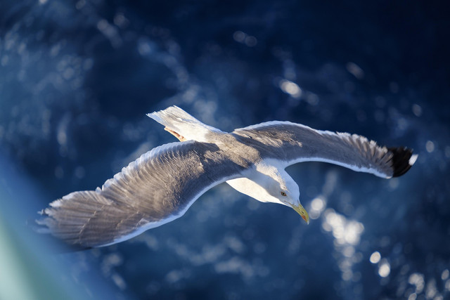 Ilustrasi burung. Foto: Pixabay