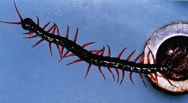Ilustrasi Kelabang. Foto: commons.wikimedia.org