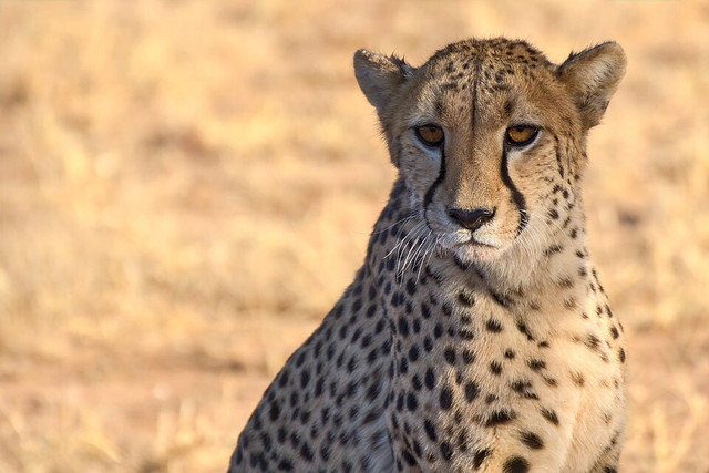 Ilustrasi cheetah. Foto: commons.wikimedia.org