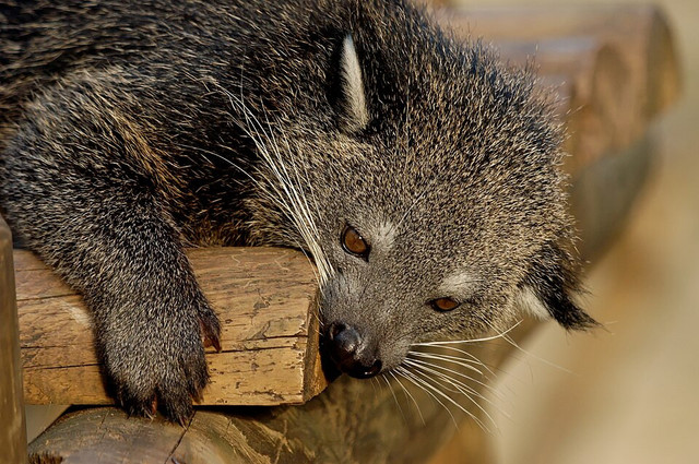 Ilustrasi binturong. Foto: commons.wikimedia.org