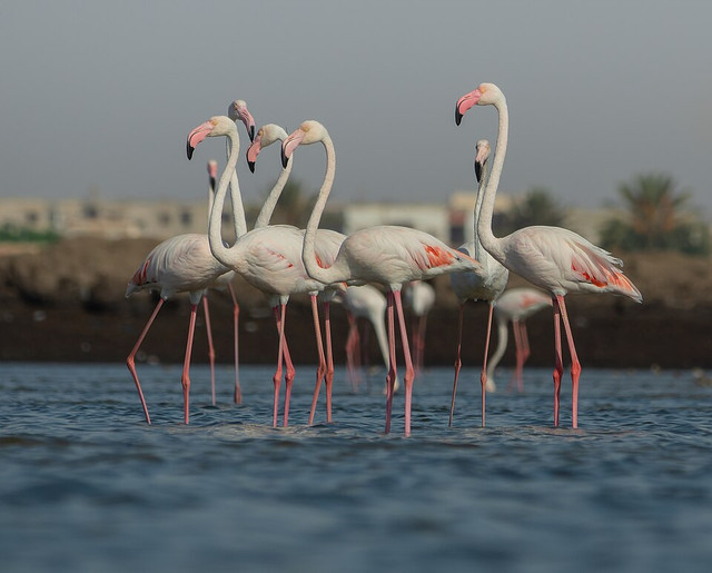 Ilustrasi Flamingo. Foto: commons.wikimedia.org