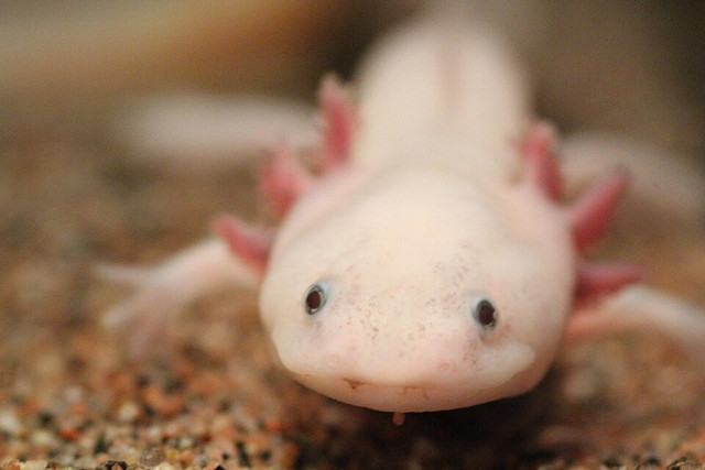 Ilustrasi Axolotl. Foto: commons.wikimedia.org