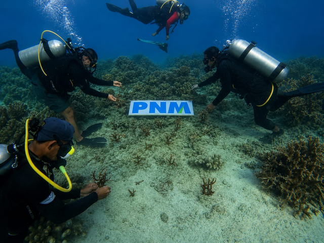 PNM melakukan penanaman terumbu karang dalam menjaga ekosistem laut di Indonesia. Foto: Dok. PNM
