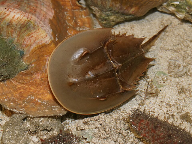 Ilustrasi Belangkas. Foto: commons.wikimedia.org