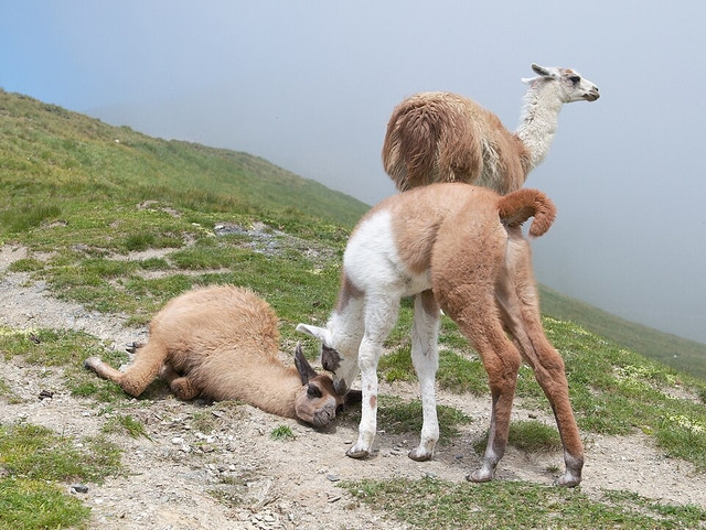 Ilustrasi Llama. Foto: commons.wikimedia.org