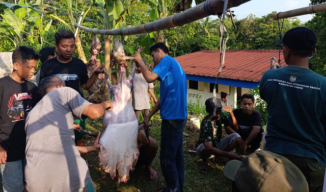 Tebar Kurban Idul Adha 1447 H, TDA Ciamis Salurkan 191 Ekor Domba