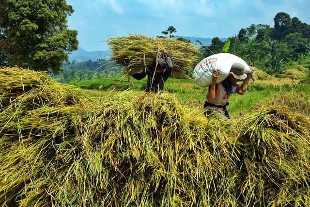 Ilustrasi memahami alasan tidak ada negara yang mampu memenuhi kebutuhan sendiri. Foto: Pexels