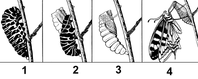 Ilustrasi Daur hidup hewan. Foto: commons.wikimedia.org