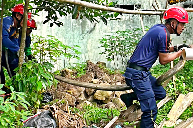 Tim Rescue Posko 2 Disdamkar Samarinda evakuasi seekor ular king cobra jantan sepanjang sekitar empat meter. Foto: Dok. Istimewa