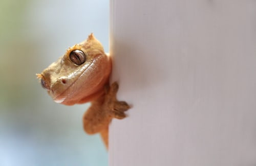 Ilustrasi Cara Mengusir Tokek dari Rumah, Foto: Unsplash/Pierre Bamin