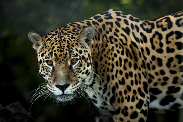 Jaguar. Foto: Pixabay