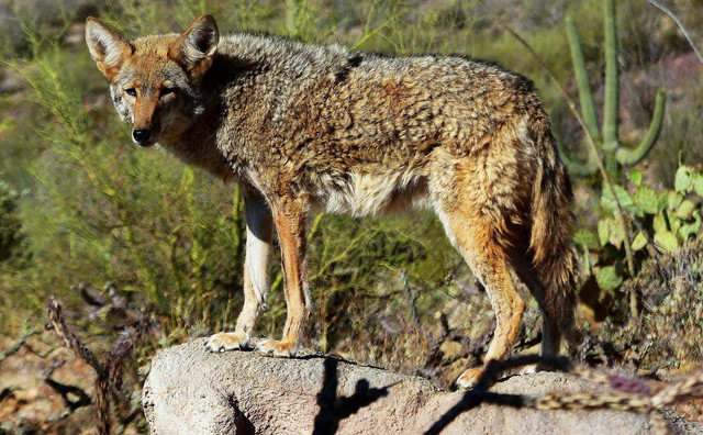 Coyote. Foto: Pixabay