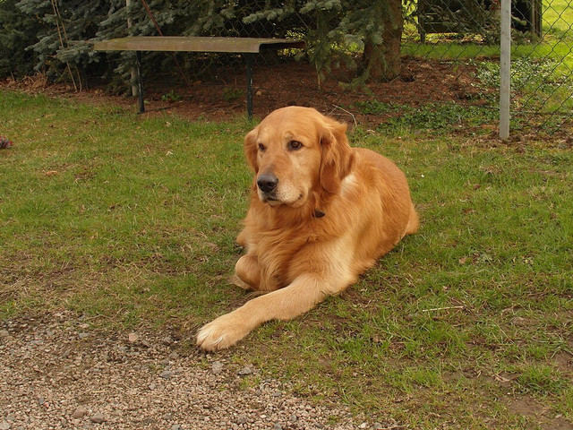 Ilustrasi Anjing. Foto: commons.wikimedia.org