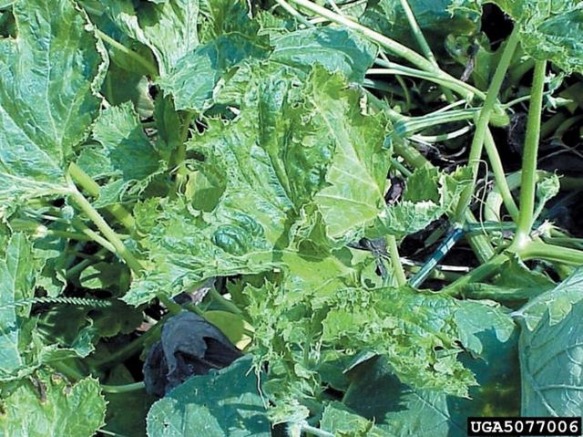 Ilsutasi Tanaman terkena virus. Foto: commons.wikimedia.org