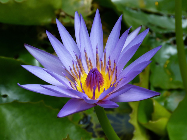 Ilustrasi tumbuhan. Foto: Pixabay