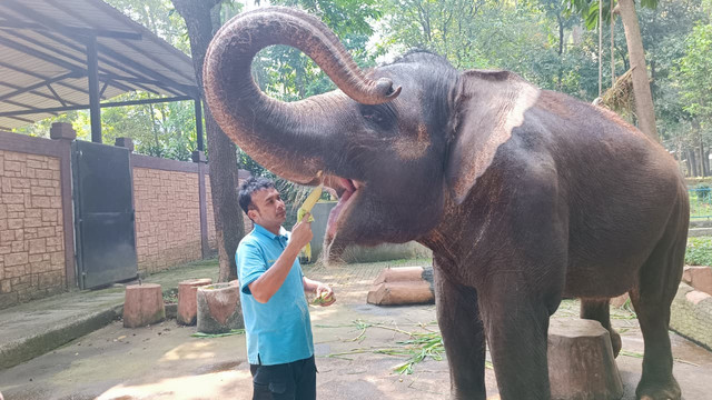 Suasana perawatan gajah di Bandung Zoo, Jawa Barat pada Jumat (12/6). Foto: Abisatya Ramdhani/kumparan
