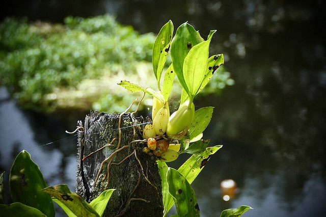 Ilustrasi tumbuhan monokotil. Foto: commons.wikimedia.org