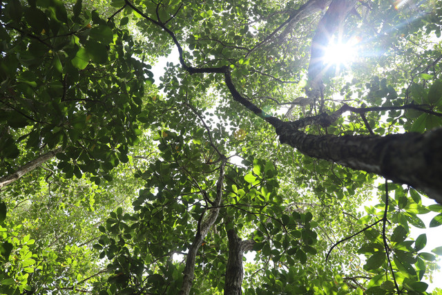 Kanopi Camptostemon philippinensis di Kalimantan Timur. Foto: Dokumentasi pribadi peneliti BRIN, Istiana Prihatini (foto telah mendapatkan izin dari yang bersangkutan yang merupakan pembimbing S3 penulis)