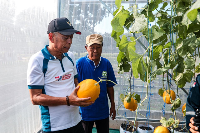 Wamensos Agus Jabo saat panen hasil budidaya melon di Sentra Terpadu Pangudi Luhur (STPL) Bekasi, Sabtu (13/6/2026). Foto: Dok. Kemensos