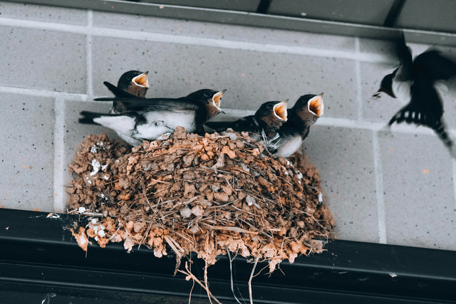 Sekawanan Burung Walet yang Sedang Menunggu Dibawakan Makanan oleh Induknya, Foto: https://unsplash.com/id/foto/sekawanan-burung-duduk-di-atas-tumpukan-serpihan-kayu-E0PWYXnlKts