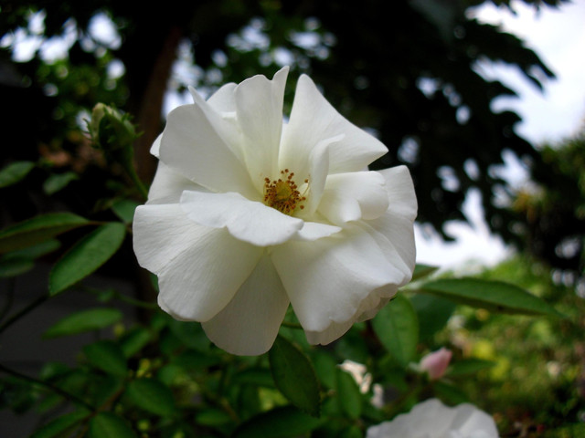 Tumbuhan dikotil. Foto: Pixabay