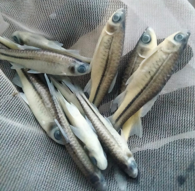 Ikan Wader pari (Rasbora lateristriata). (Dokumentasi Pribadi, 2026)