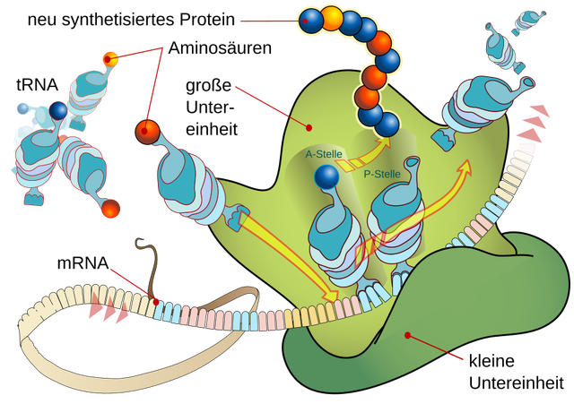 Ilustrasi ribosom. Foto: Wikimedia Commons