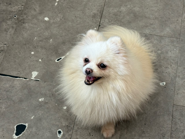 Anjing Pomeranian bernama Sissy milik Dogs Minsitry yang menjadi korban pelecehan di kawasan Penjaringan, Jakarta Utara, Selasa (16/6/2026). Foto: Ryan Iqbal/kumparan