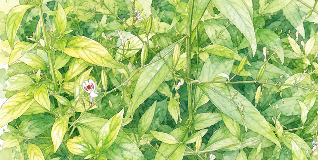 Ilustrasi Andrographis paniculata antivirus sambiloto daun pahit tanaman obat Indonesia.Photo by GPT AI