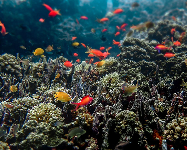 Mengenal Hewan Laut dan Ragam Biota Laut di Ind…