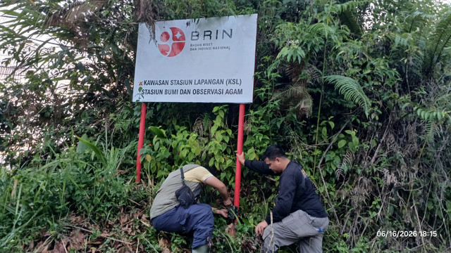 Harimau sumatra muncul di Nagari Koto Rantang, Kecamatan Palupuh, Kabupaten Agam, Sumatera Barat (Sumbar). Lokasi kemunculan satwa ini hanya berjarak sekitar 10 meter dari perkantoran Badan Riset dan Inovasi Nasional (BRIN). Foto: Dok. BKSDA Sumbar