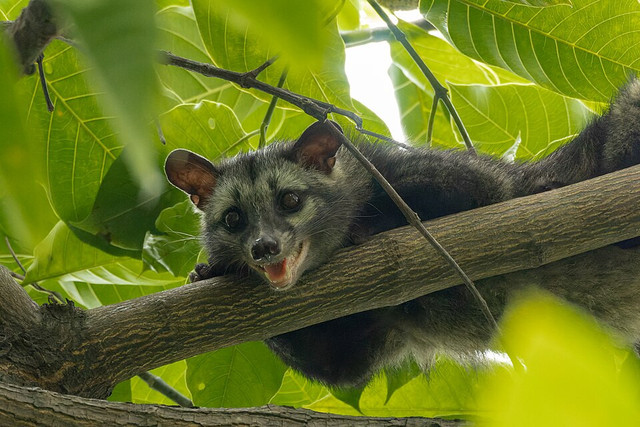 Ilustrasi Musang. Foto: commons.wikimedia.org