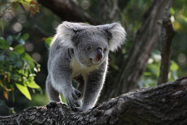 Ilustrasi Koala. Foto: commons.wikimedia.org