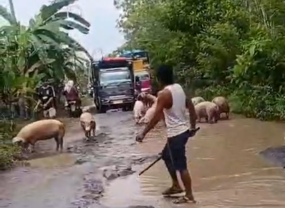 Truk pengangkut babi terguling di Jalan Lintas Way Kanan, Lampung. Foto: Dok. Istimewa