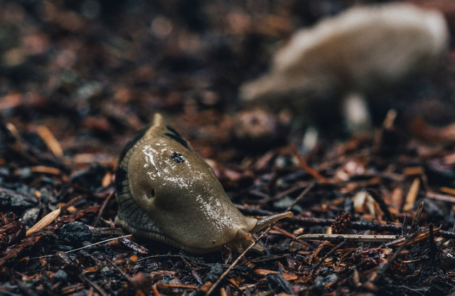 Ilustrasi pacet. Foto: Pexels