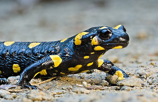 Ilustrasi Salamander. Foto: commons.wikimedia.org