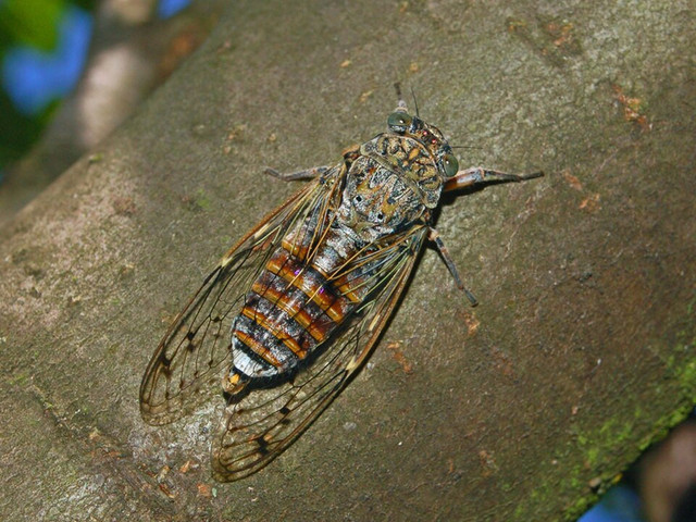 Ilustrasi Tonggeret. Foto: commons.wikimedia.org