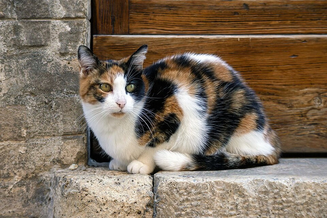 Ilustrasi Kucing. Foto: commons.wikimedia.org