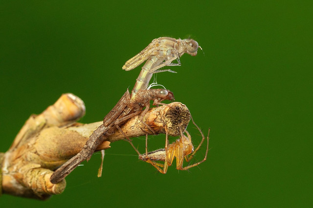 Siklus hidup hewan. Foto: Wikimedia Commons